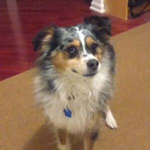 Meet your Posher, Shelley